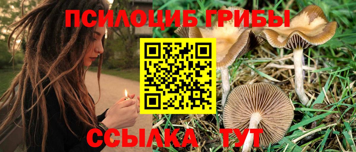 Псилоцибиновые грибы GOLDEN TEACHER  Галлюциногенные грибы прущие грибы  Вход с VPN  Елизово 